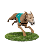 娛樂城遊戲賺錢推薦白金賽狗